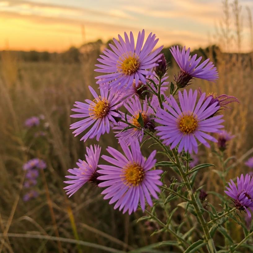 Late Purple Aster blooming in autumn